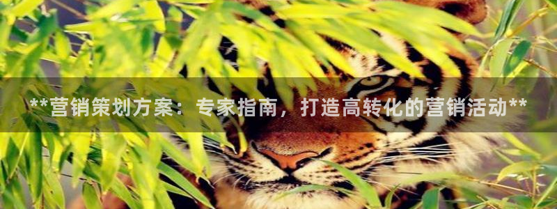 必赢国际技巧