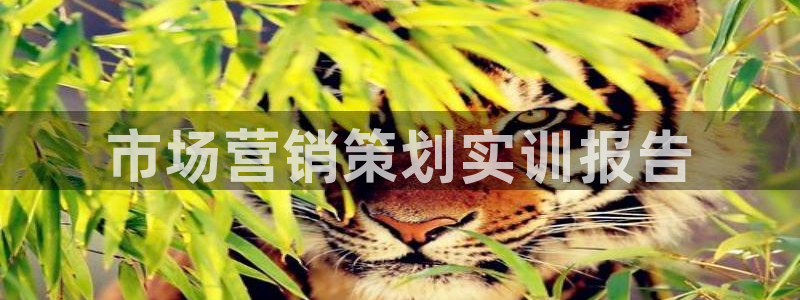 必赢最新